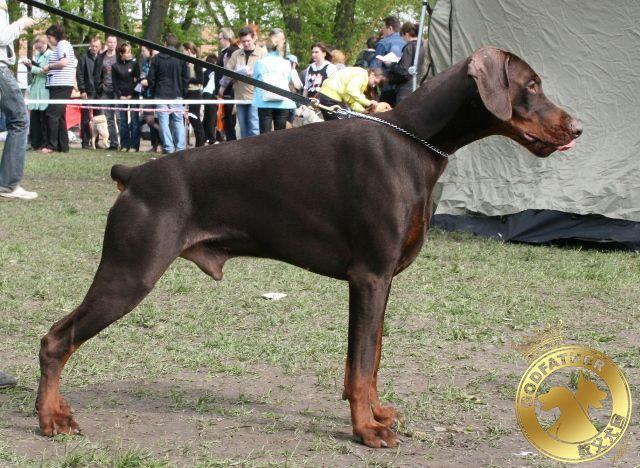 耳朵和尾巴上有一定区别,不过可以肯定楼主的这条狗狗是一只杜宾犬哦!