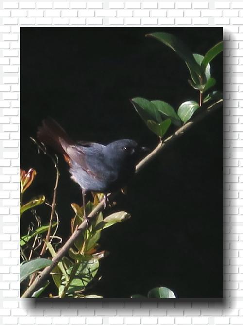 屋檐下的石燕鸟