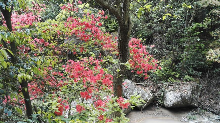 大雷山看杜鹃花