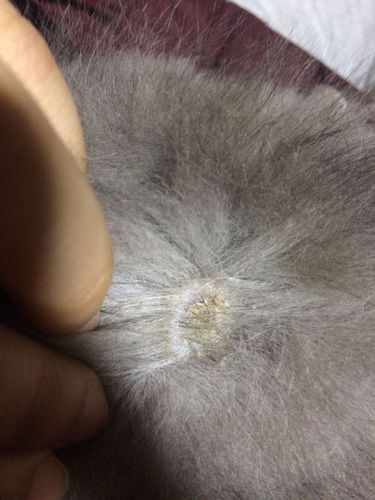 蓝猫三个月 这是猫藓吗 身上三四处 喷了药感觉也没什么用 怎么办?