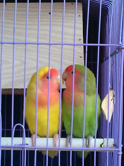 求高手看看牡丹鹦鹉多大了,可以繁殖吗