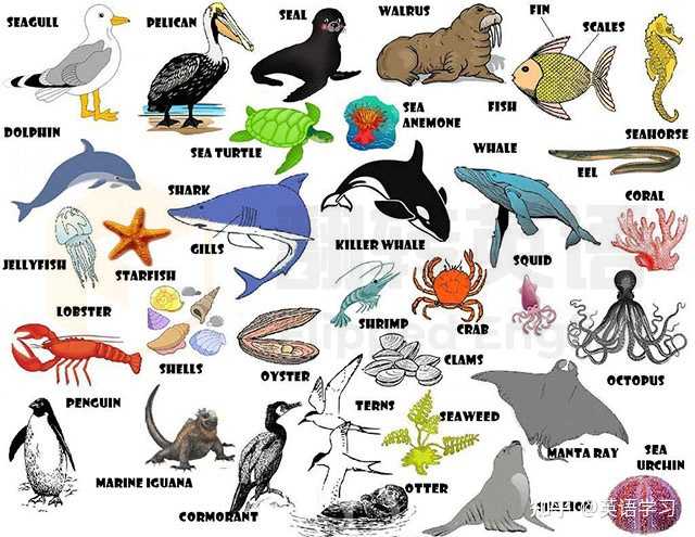 英语学习 的想法: 水族馆常见水生动物英语词汇