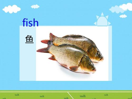fish 鱼