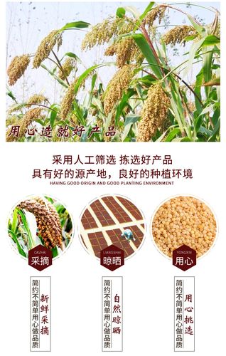 中药材秫米 干净新货北秫米批发黄米糯粟 黄糯保证质量