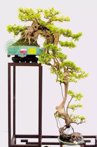 做一盆悬崖式盆景,别有一番情趣!