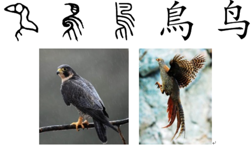 鸟,象形字,其甲骨文是飞禽的形象, 本义为各种有翅膀,可以飞行的禽类