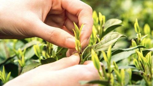 一杯好茶,用46000颗明前西湖龙井的嫩芽,才能做出500g