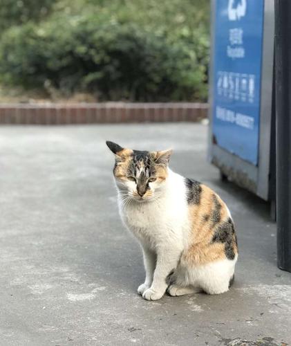 代喂养猫咪猫咪_北海宠物寄养_北海365