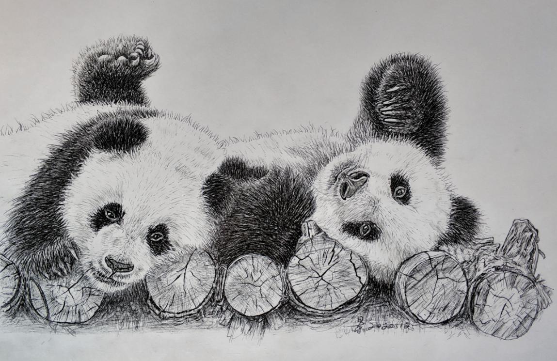 国宝大熊猫景建军的钢笔画作品欣赏