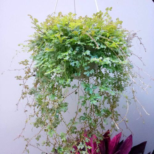 【基地直供】批发吊盆变色龙(180)绿植小盆栽客厅花卉垂藤 长藤