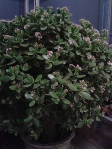 转载八宝树开花