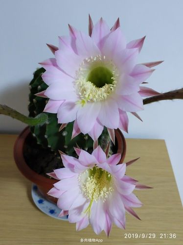 仙人球                  彩草开花