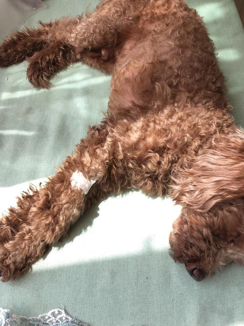 泰迪肛门腺发炎_发炎_泰迪_铲屎官_宠物_狗