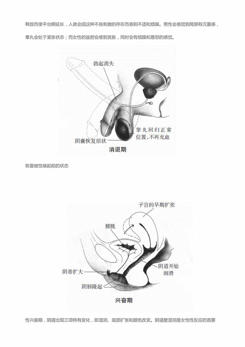 网站首页 海量文档 生活休闲 科普知识科普男女性器官在性反应周期中
