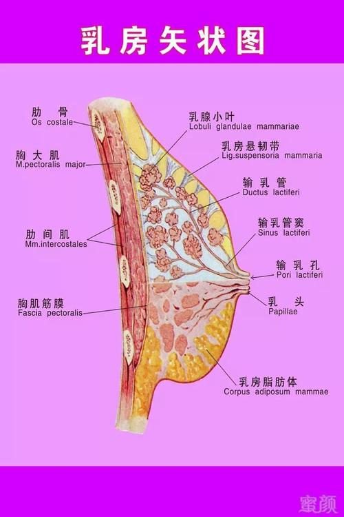 乳房下垂了别急也许并没有真的下垂