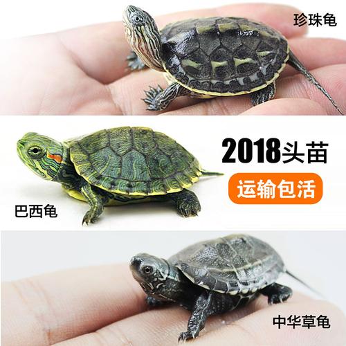 鳄鱼活体 小鳄鱼 宠物_小巴西苗中华草龟苗观赏龟宠物鳄龟乌龟活体