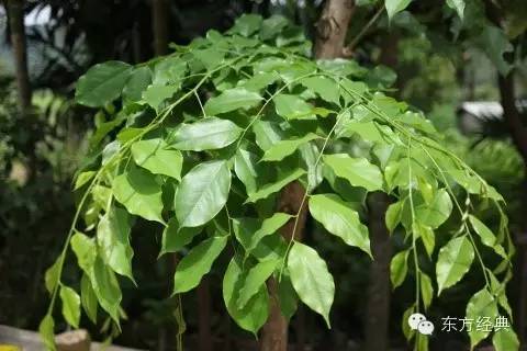 黑幕:红木界其实根本就没有小叶紫檀和大叶紫檀!