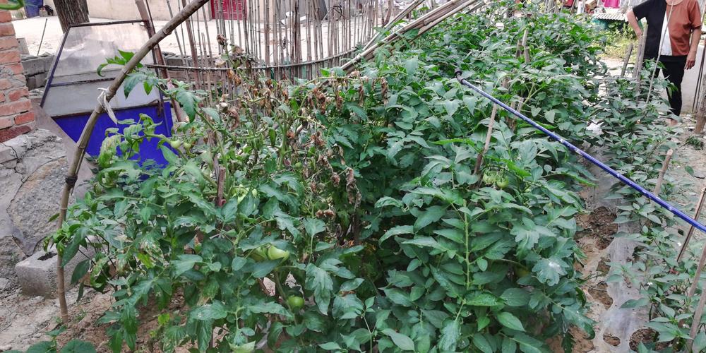 走进地里细看…猝倒病已经使番茄整株枯死,番茄正在膨果期,出现病害
