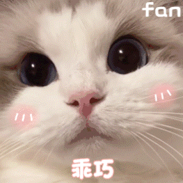 可爱猫咪动图表情