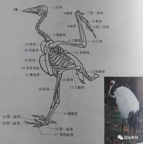 【国画教程】禽鸟绘画基础