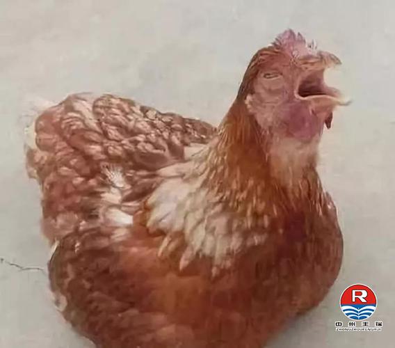 鸡群常见呼吸道的症状和区别,学会这几点,养鸡不求人!