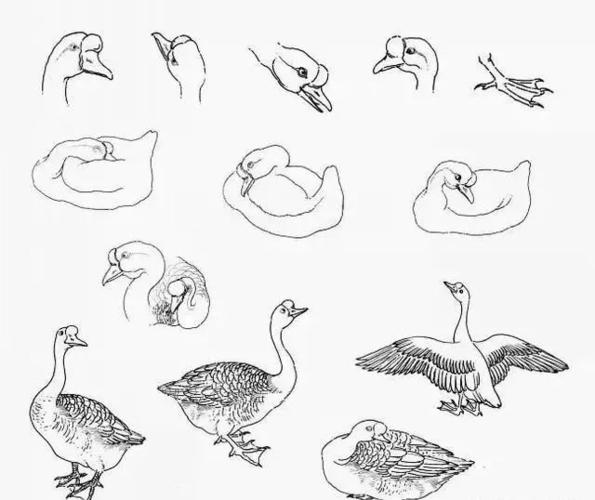 写意鹅的画法