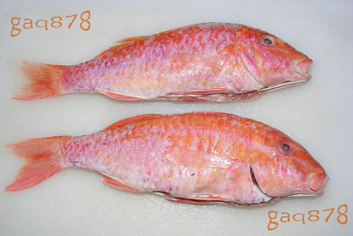 海里的红鲤鱼长胡须钬斺斓谴浊锔缬