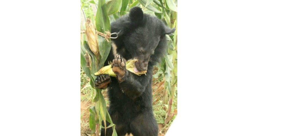 "熊瞎子掰苞米"我的最新理解!