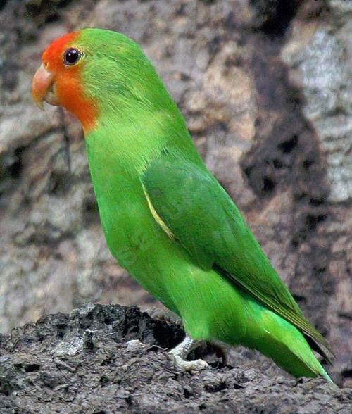 看图识鸟 (59) 牡丹鹦鹉(情侣鹦鹉)