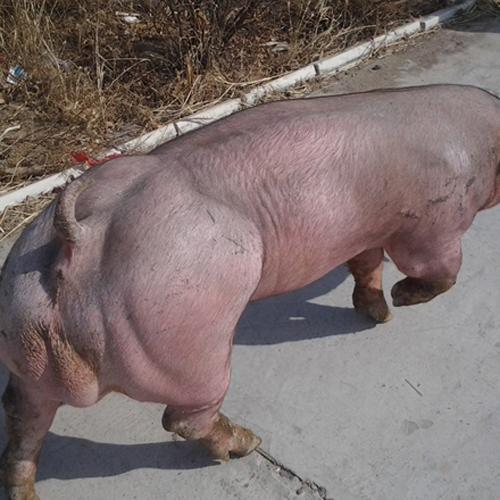 仔猪_供应商机_云盟在线