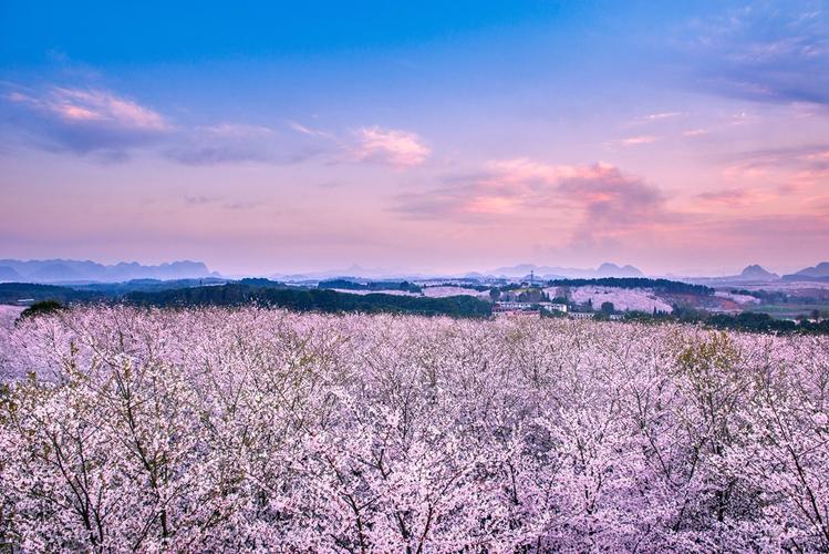 平坝农场万亩樱花园平坝农场万亩樱花园.