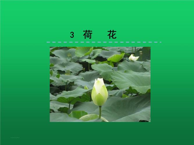 2020部编版小学三年级语文下册课件《3.荷花》.ppt 21页