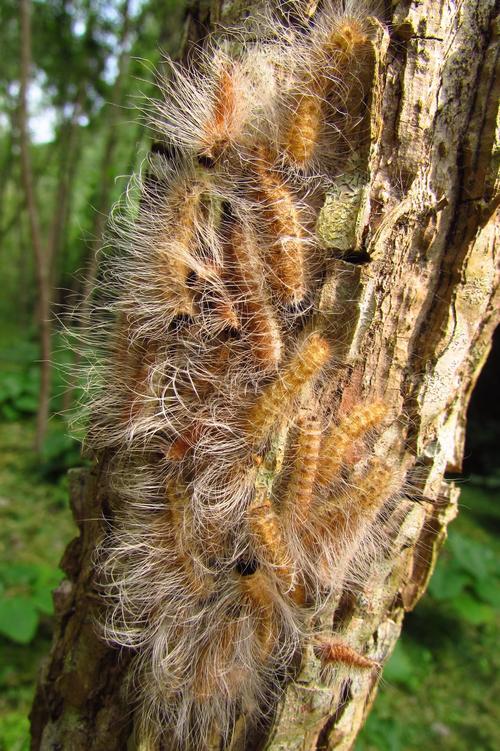 请问这些是什么毛毛虫?