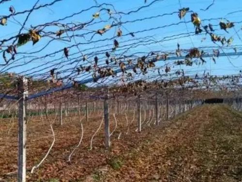 吕岩:掌握最佳猕猴桃冬剪时间,避免人为不良影响