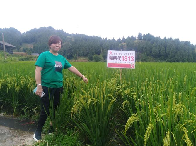 《侯彪》的美篇 写美篇凯里市芸飚农业发展有限公司品种目录 水稻品种
