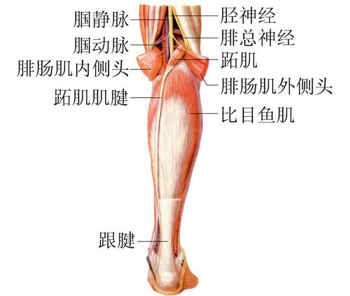 腘窝部神经血管解剖-人体解剖图