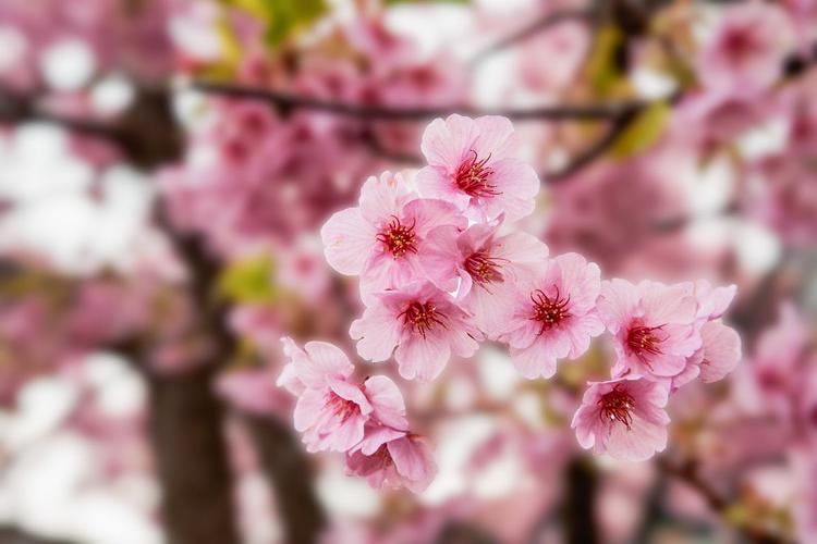 位于伊豆半岛河津町的河津樱属于