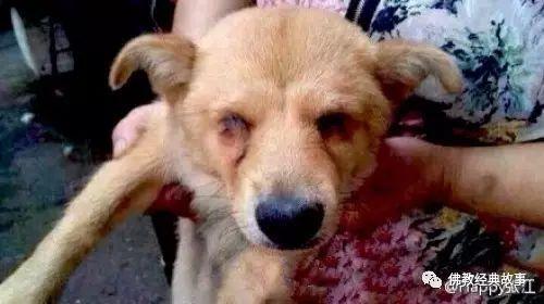 北京一只狗狗被人残忍的挖去眼睛