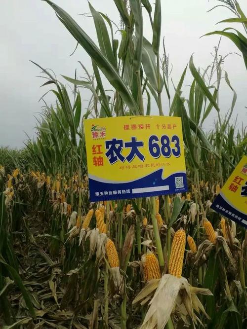 黄淮海玉米高产再添力作一国审农大683