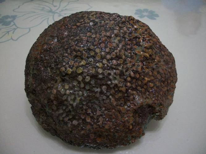 红珊瑚化石玉原石欣赏m3