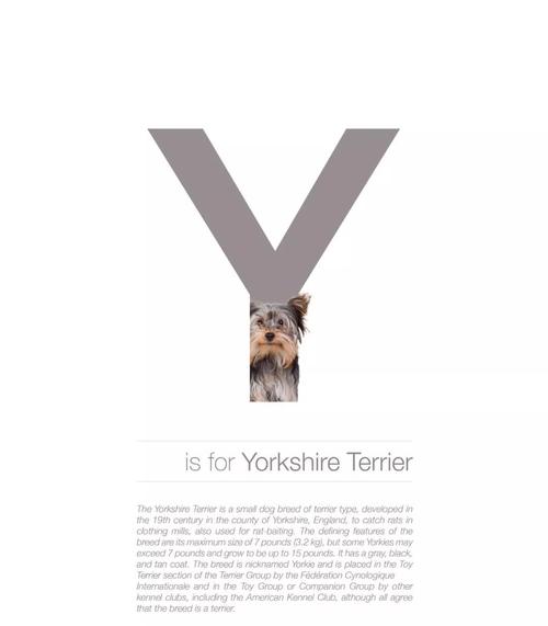 y for yorkshire terrier(约克夏梗)