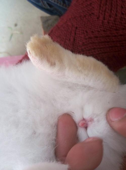 看看兔子是公的母的,不懂的别乱说.