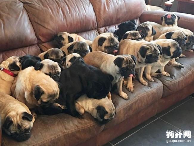 狗扑网 巴哥犬 巴哥犬图片 狗狗搞笑图片 正文 日期:2020-03-26