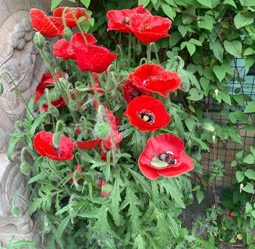 冰岛虞美人和虞美人有什么区别图文