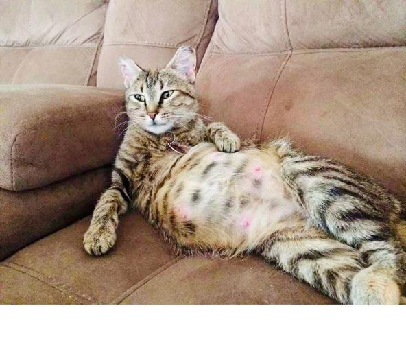 猫咪怀孕的症状