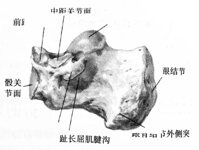 跟腱止于跟骨结节中部,跖屈力强,维持足的稳定.