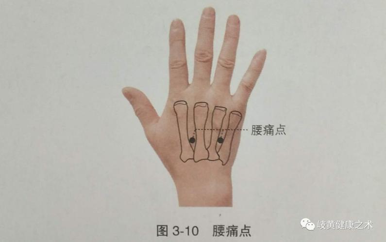 穴位经外奇穴之五十腰痛点