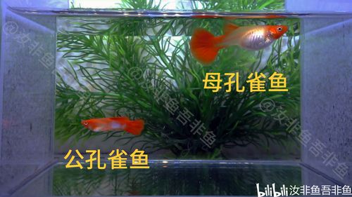 孔雀鱼如何分公母?掌握关键点,稍大一些的小鱼苗也能看出公母来