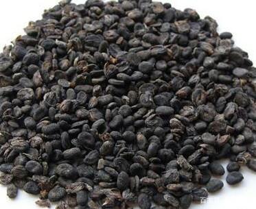 补骨脂中草药百度百科