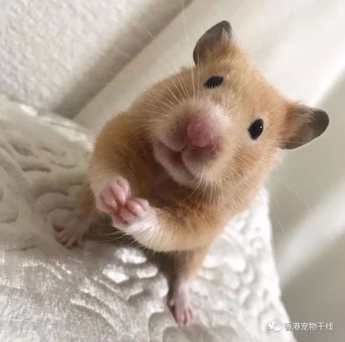 仓鼠有必要剪指甲吗?